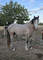 Vente de poney